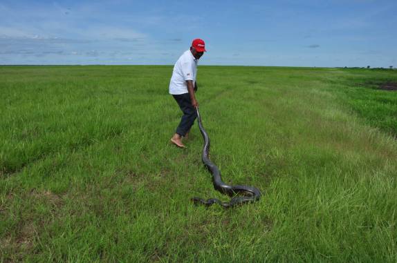 O Vitor nos mostra como pegar uma sucuri pelo rabo no Hato El Cedral, na região dos llanos venezuelanos, perto da cidade de Mantecal